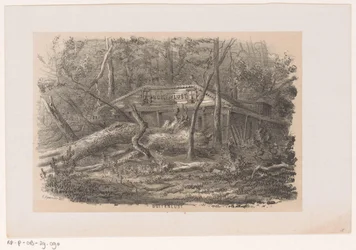 Albero caduto a Buitenlust, dopo la tempesta del 28 maggio 1860