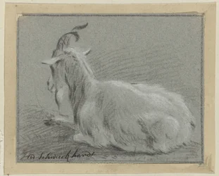 Capra sdraiata