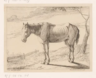 Cavallo
