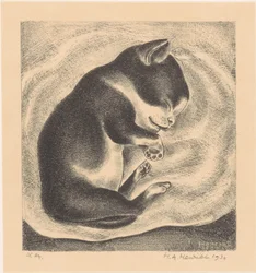 Giovane gatto che dorme