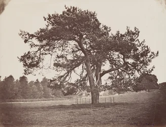 Parco del Palazzo Hamilton (Pino Parasole), 1858 circa (foto)