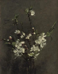Fiori di Albero da Frutto