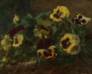 Viola del pensiero, 1903