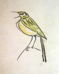 Uccello