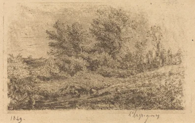 Stand di Alberi su un Fiume