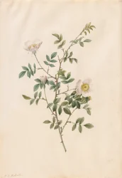 Rosa canina o rosa selvatica