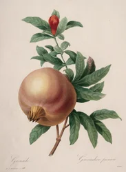Scelta dei fiori più belli...frutti più belli: Melograno, 1827