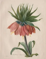 Fritillaria imperiale, 1827