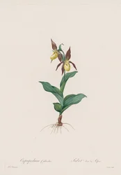 Les Liliacées: Cypripedium calceolus, 1802-1816