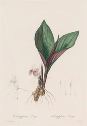 Les Liliacées: Kaempferia longa, 1802-1816