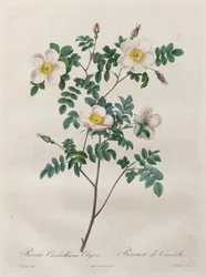Le Rose: Rosa Candolleana Elegans, 1817-1824