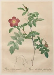 Le Rose: Rosa alpina pendulina