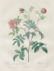 Le Rose: Rosa cinnamomea