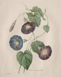 Gloria stellare, 1827