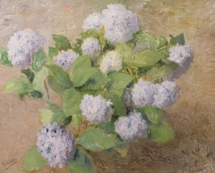 Ortensie blu