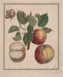 Mela con foglia e fiore di frutta