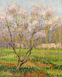 Melo in fiore