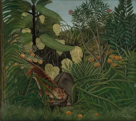 Lotta tra una tigre e un bufalo, 1908