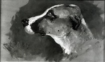 Testa di cane con orecchie corte