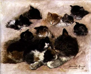 Studio di gatti e gattini