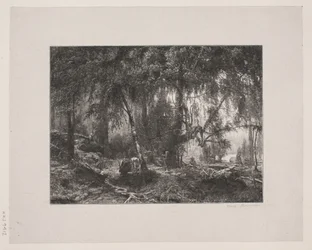 Danese: Interno foresta