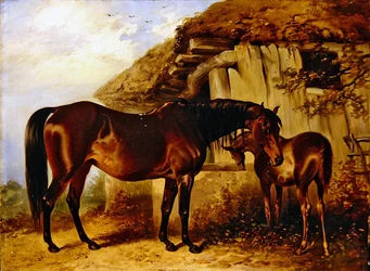 Cavalla e puledro