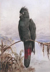 Cacatua nero dalla coda rossa australiano