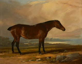 Studio di un cavallo baio in un paesaggio