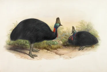 Cassowary meridionale, Casuarius casuarius