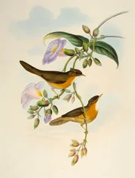 Tordo ventre fulvo (Dumetia hyperythra), litografia da Uccelli dell