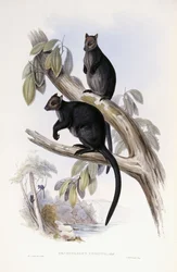 Canguro arboricolo