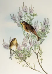 Venturone (Carduelis flavirostris), da Birds of Great Britain