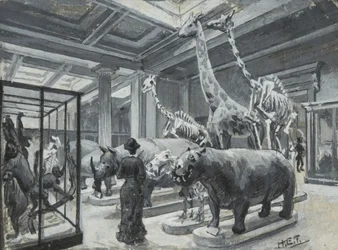 Vista interna del Museo Britannico che mostra la galleria contenente esposizioni di animali, c.1880