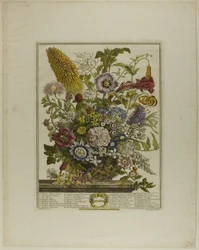 Agosto, da Dodici mesi di fiori