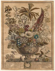 Dodici mesi di fiori: Dicembre