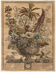 Dodici Mesi di Fiori: Dicembre