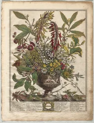 Dodici Mesi di Fiori: Gennaio