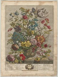 Dodici Mesi di Fiori: Maggio, 1730
