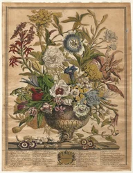 Dodici Mesi di Fiori: Settembre, 1730