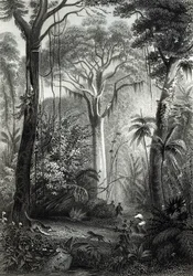 Scena in una foresta brasiliana, inciso da J. Bishop