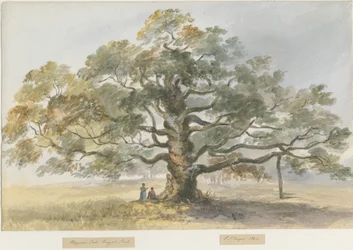 Blithfield - Quercia del Mendicante