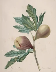 Choix des plus belles fleurs...plus beaux fruits: Fico Violette