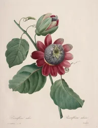 Scelta dei fiori più belli...frutti più belli: Passiflora alata