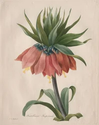 Fritillaria imperiale