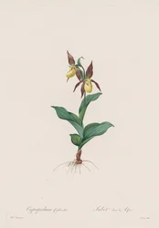 Les Liliacées: Cypripedium calceolus