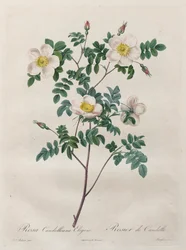 Le rose: Rosa Candolleana Elegans