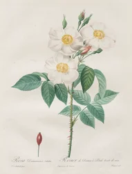 Le rose: Rosa Damascena, subalba