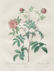 Le rose: Rosa cinnamomea