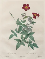 Le rose: Rosa indica