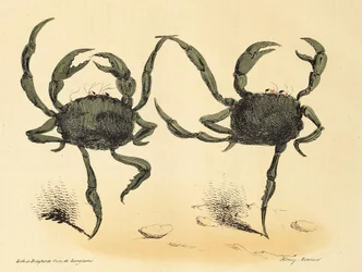 Danse Fantastique da La Caricature, pub. 1831 litografia, 1831